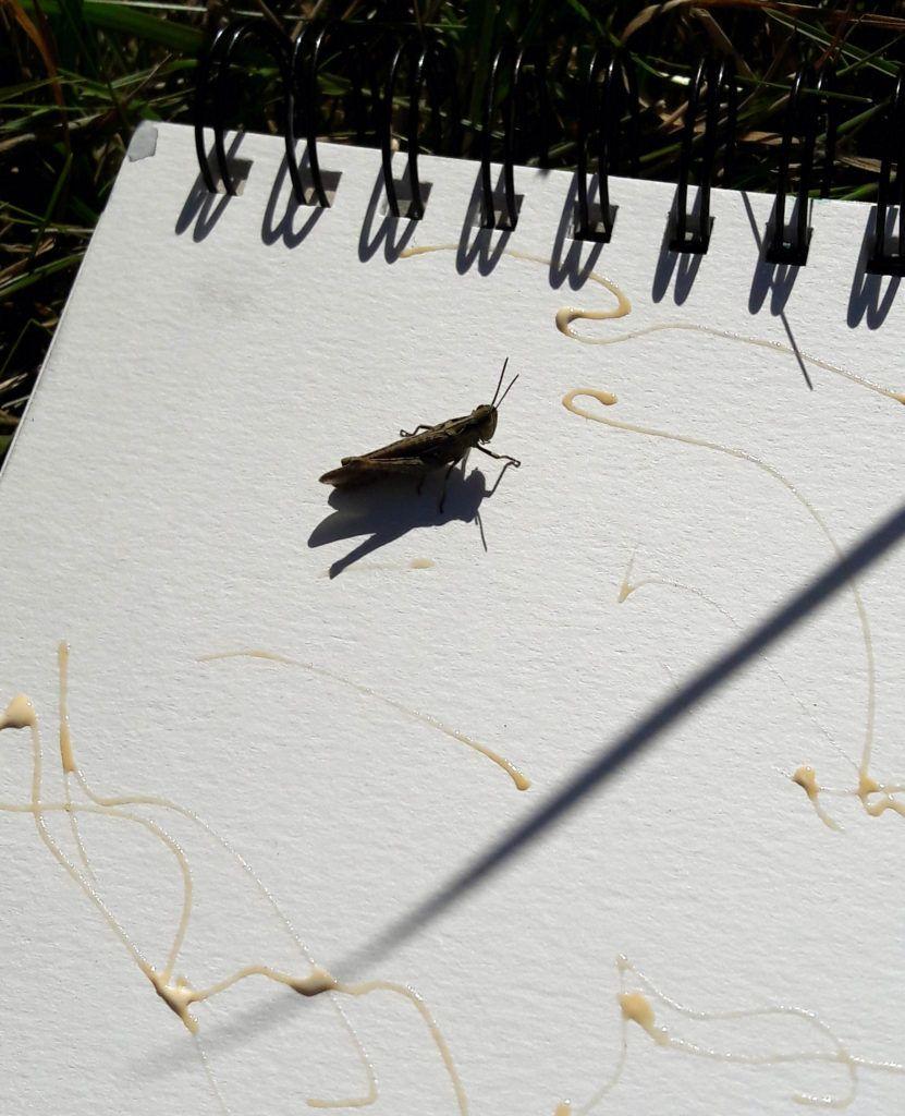 Grasshopper buddy