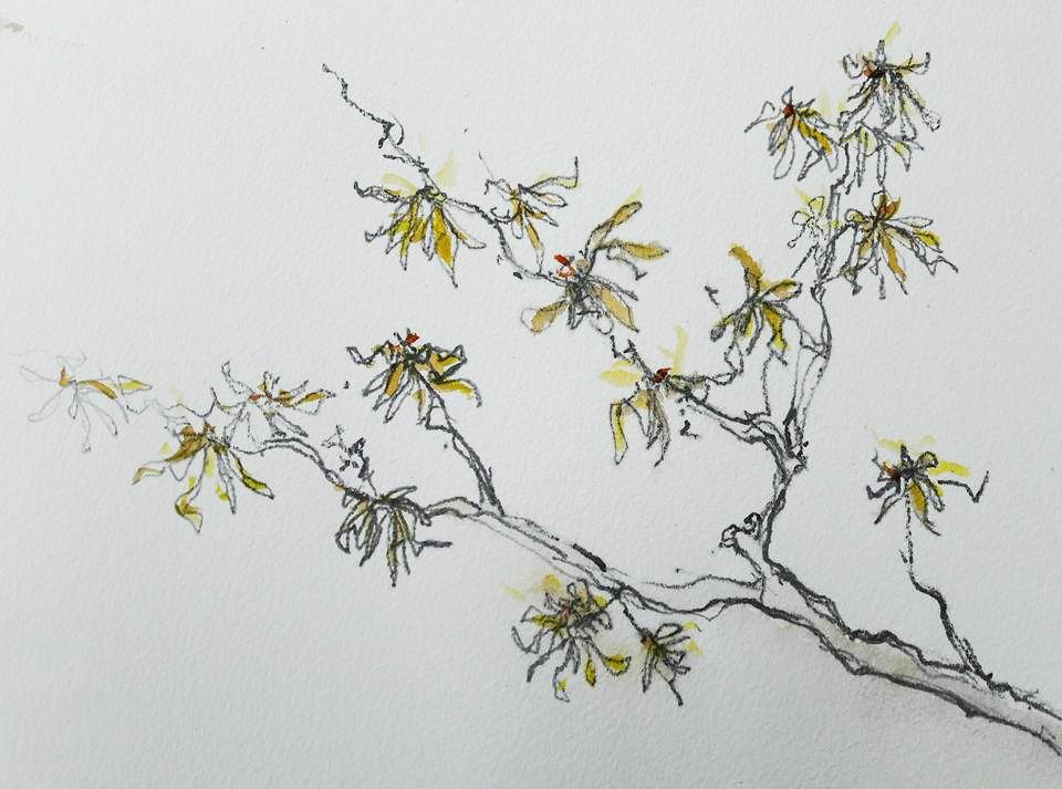 Witch Hazel at Stillingfleet Lodge Gardens