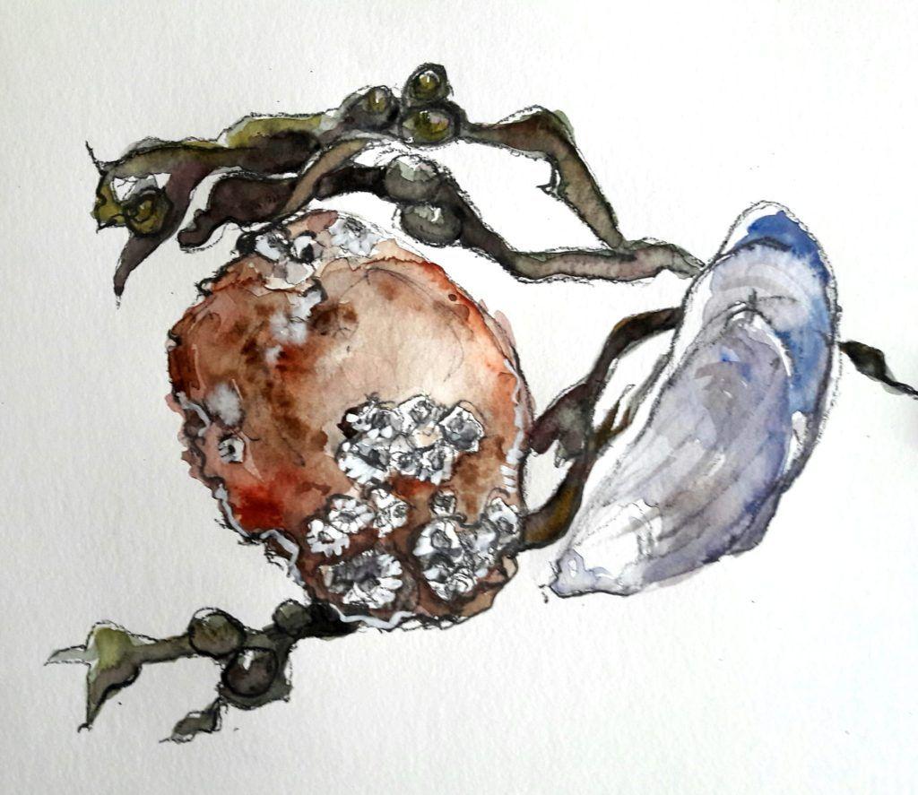 Crab shell, mussel and seaweed study