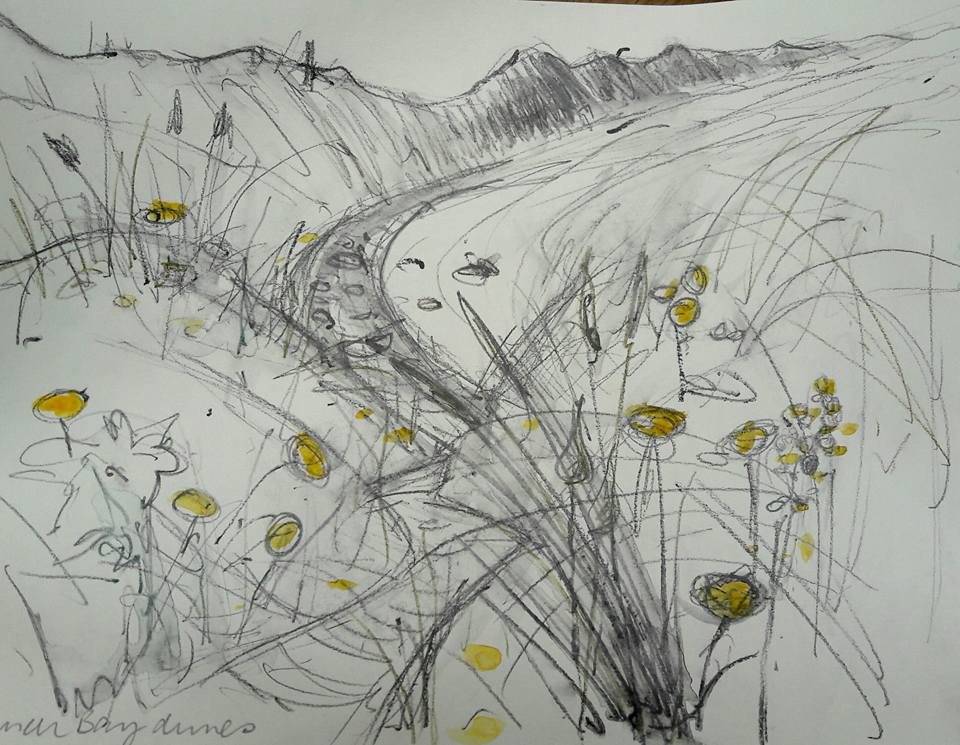 Beadnell Bay from dunes, with buttercups and coltsfoot