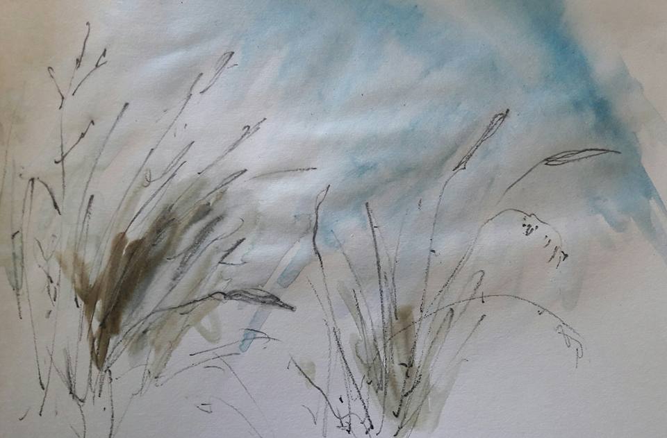 Dune grasses. Water soluble graphite and watercolour on paper