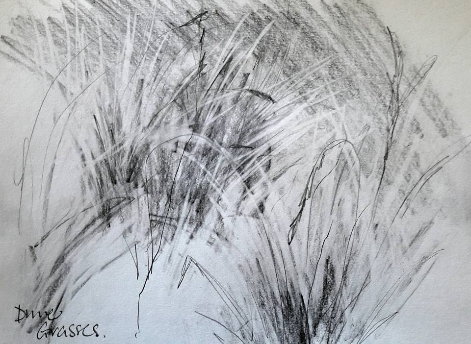 Dune grasses. Graphite on paper