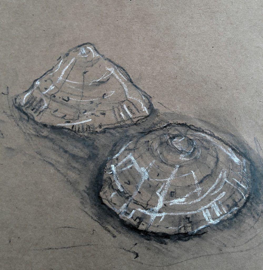 Limpet study