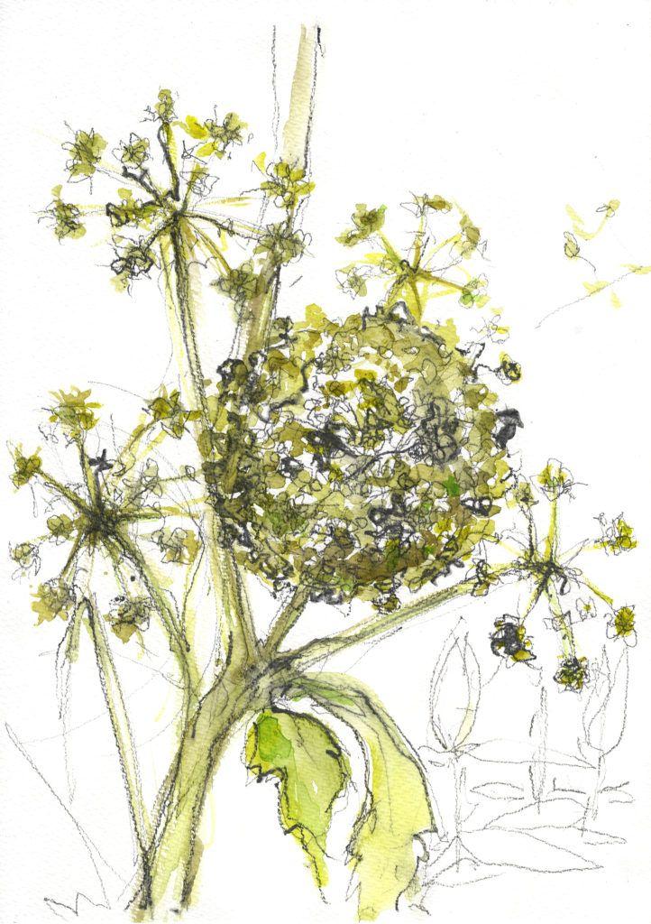 Ornamental hogweed
