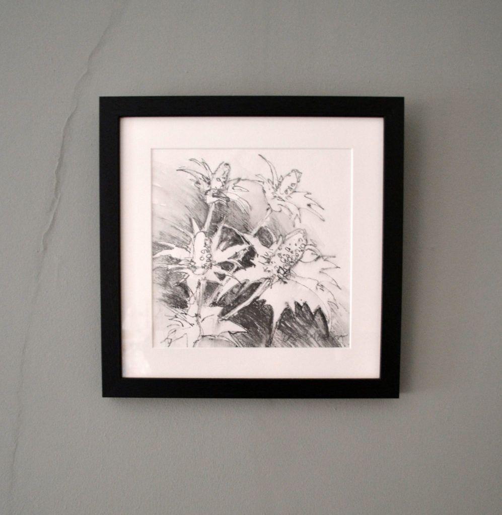 Eryngiums. Original graphite drawing on acid-free Bockingford paper