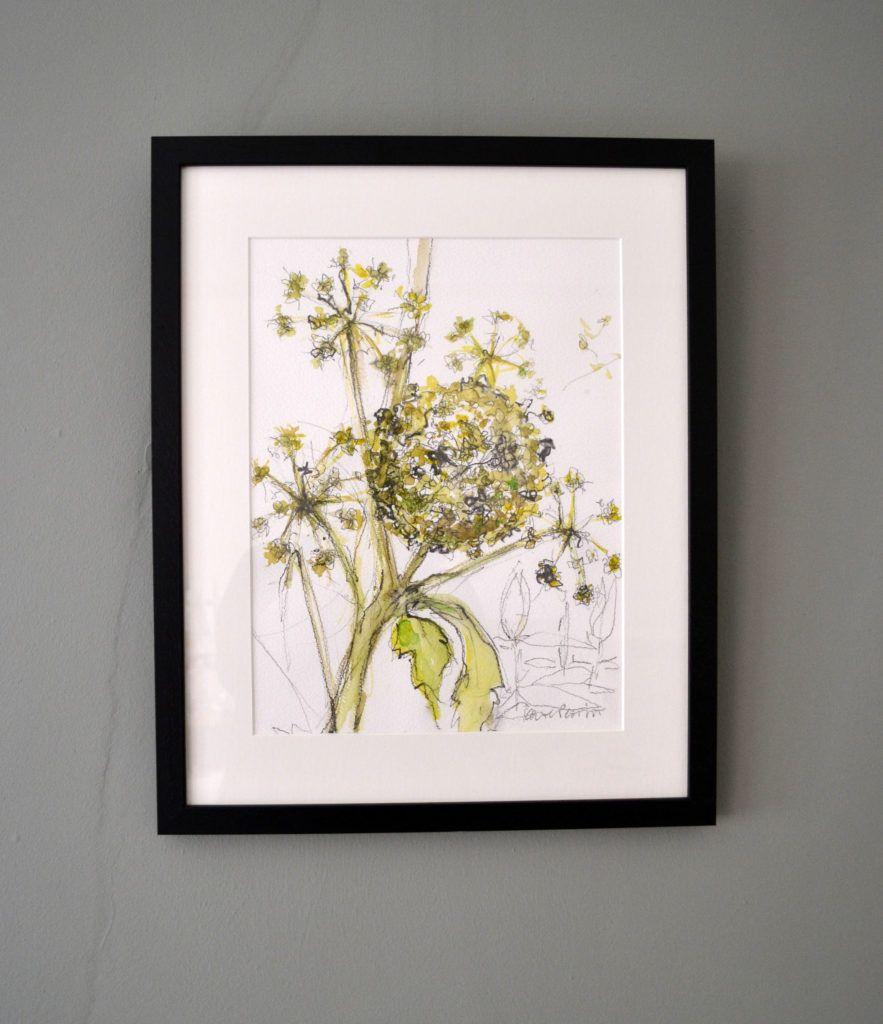 Ornamental Hogweed. Original graphite and watercolour on acid-free Bockingford paper