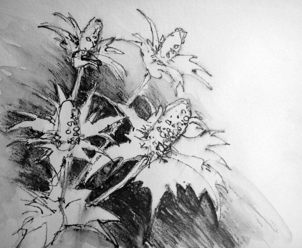 White eryngiums. Black and white study of shape and contrast