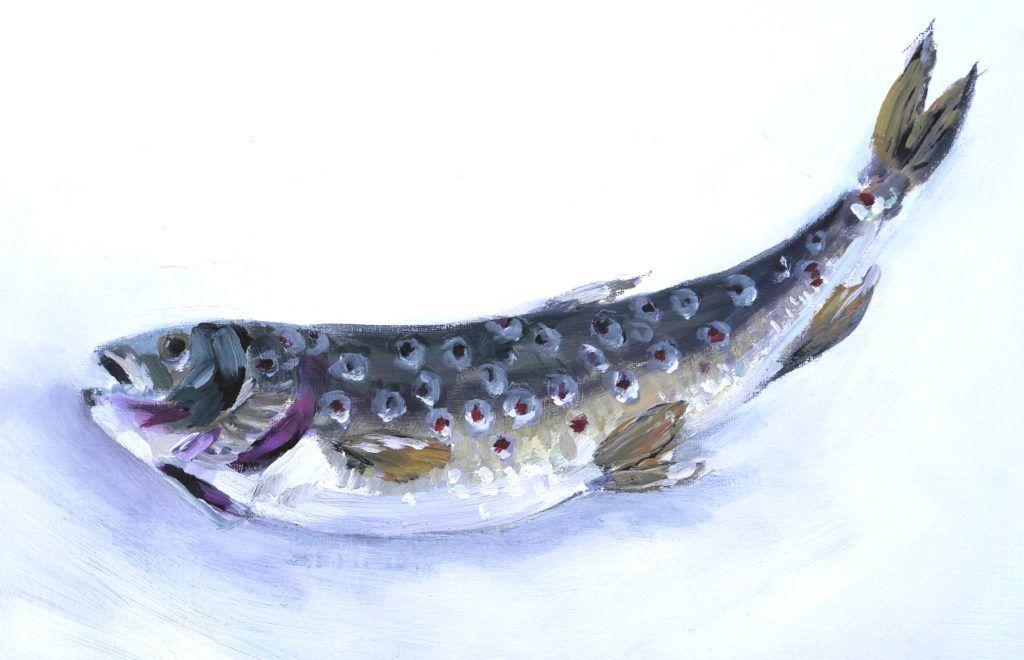 Trout
