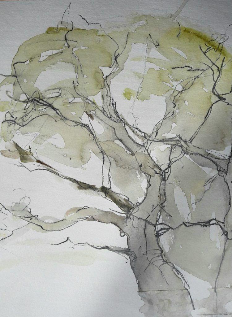 Oak tree in the mossy woodland just down from the house