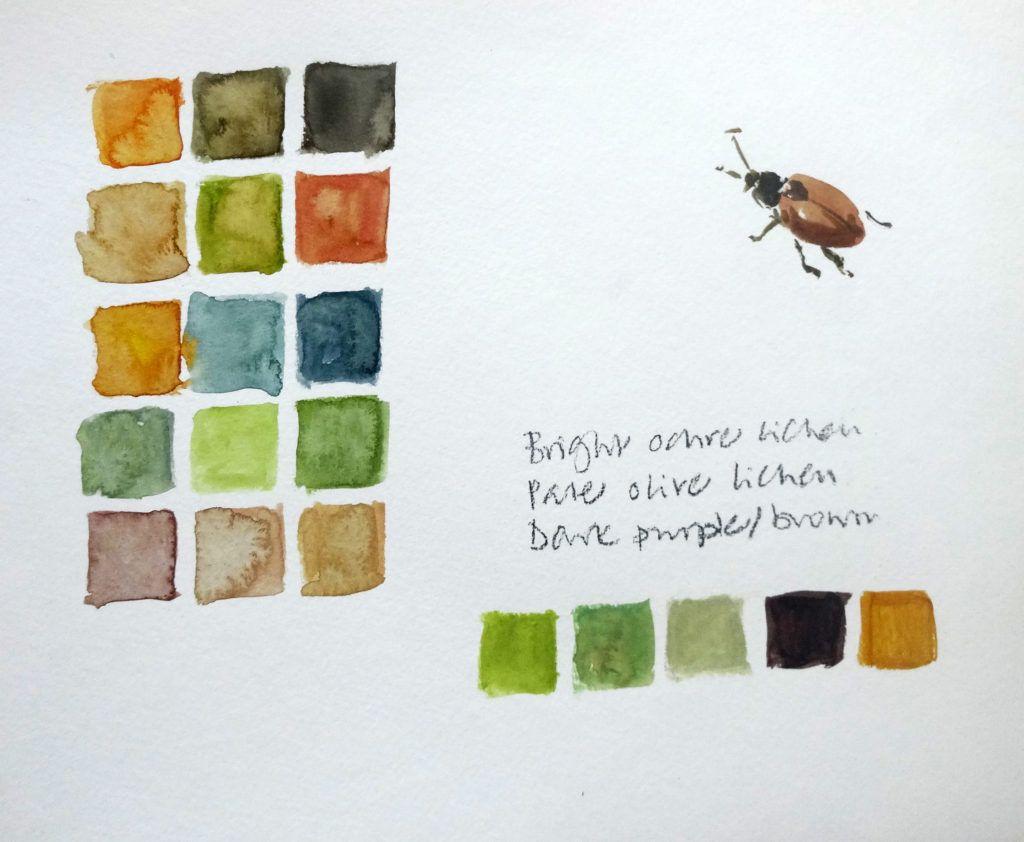 Ynys Gifftan colours (and beetle!)