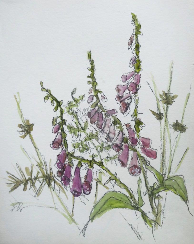 Foxgloves, reeds, bracken and thorns