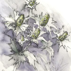 Eryngiums giclée print