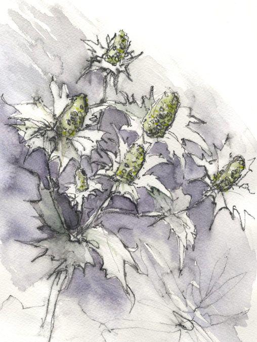 Eryngiums giclée print