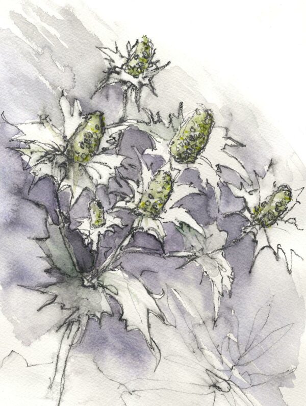 Eryngiums giclée print