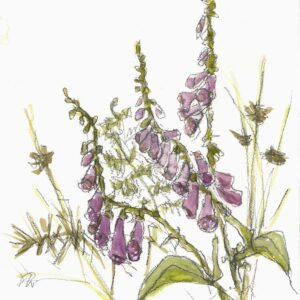 Foxgloves, bracken, rushes and thorns giclee print