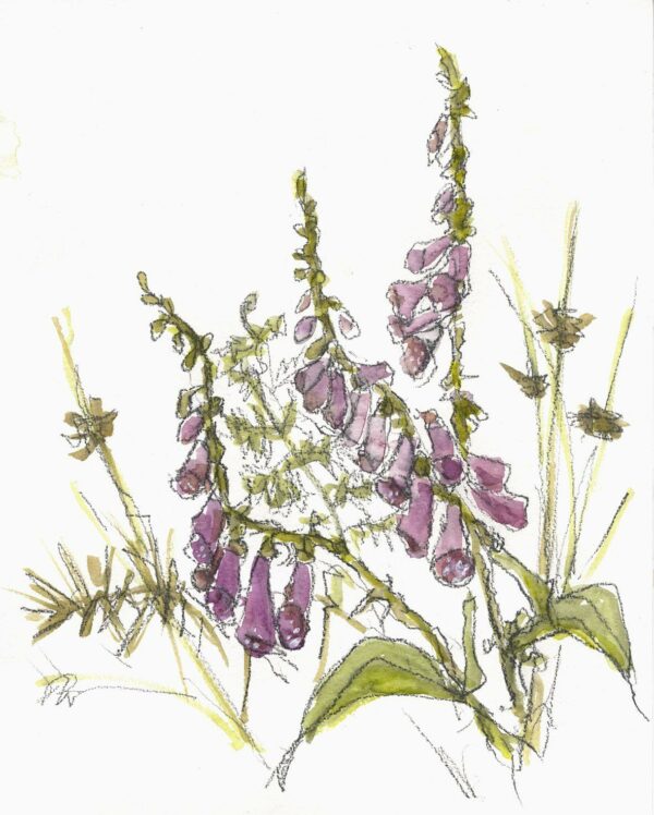 Foxgloves, bracken, rushes and thorns giclee print