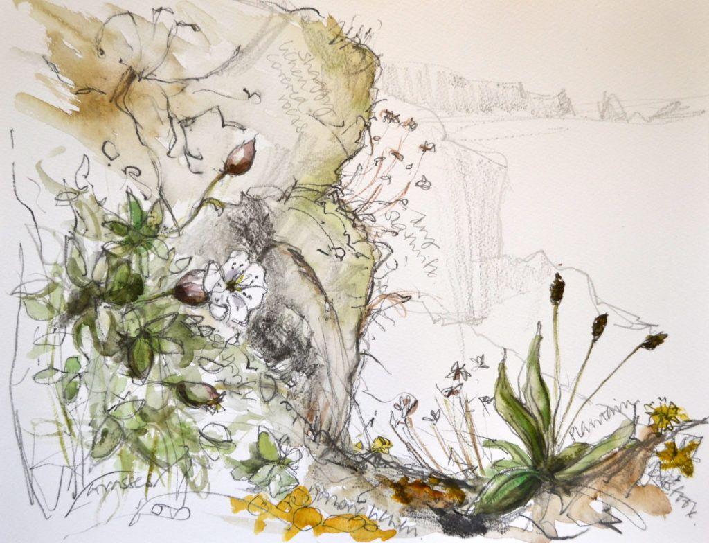 Cliff-top plant studies