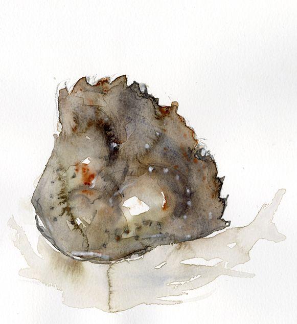 Study of a crab shell in watercolour and graphite