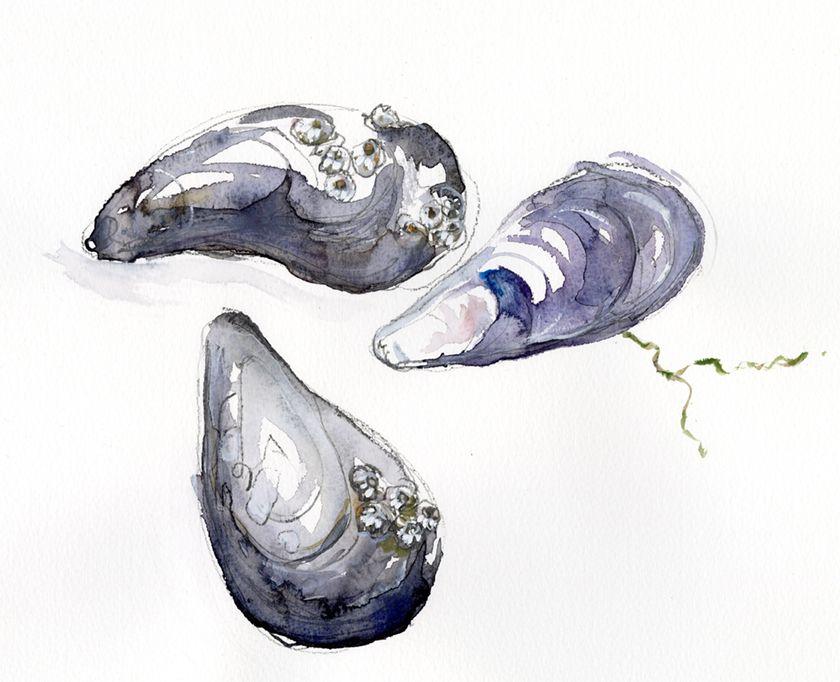Study of mussels on textured paper