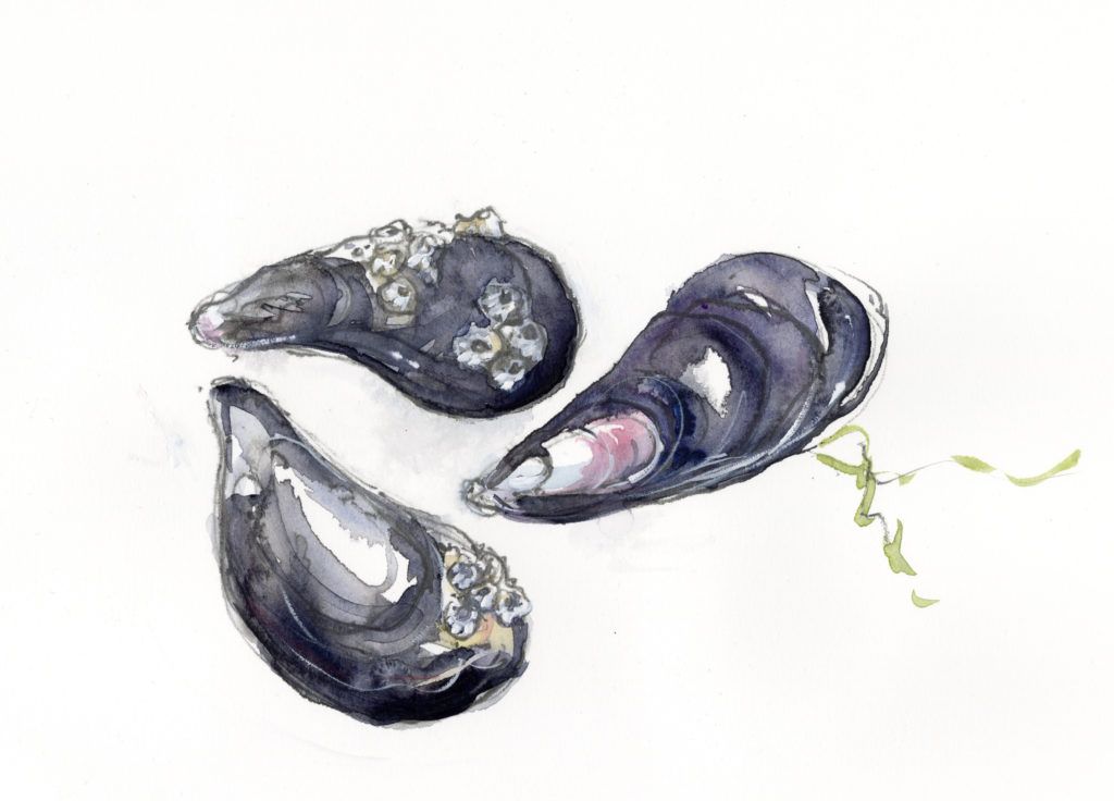 Study of mussels on smooth paper