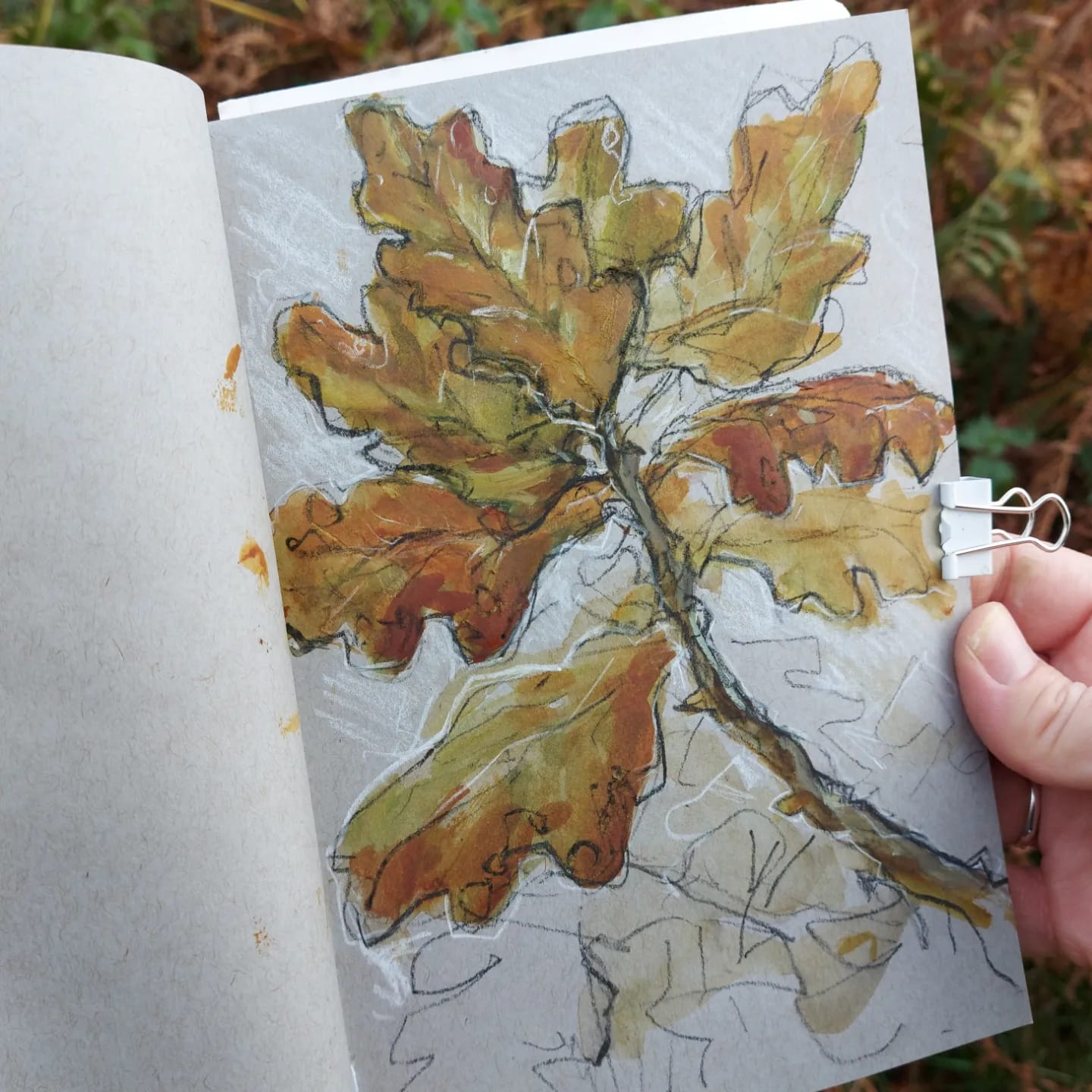 Autumn oak leaves