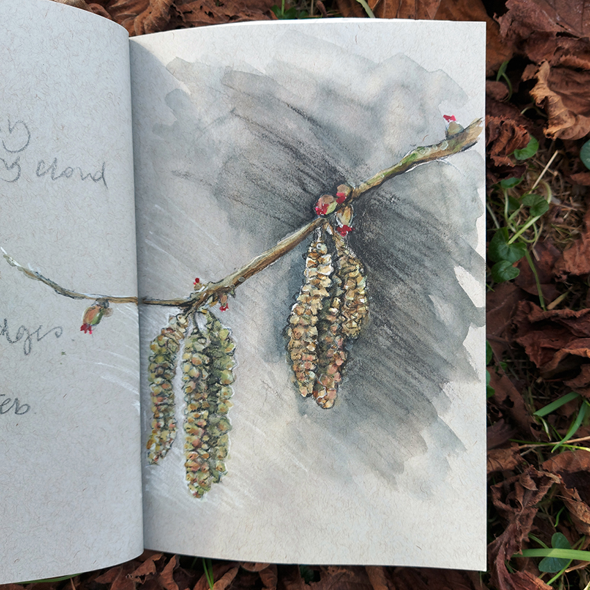 Hazel catkins and flowers