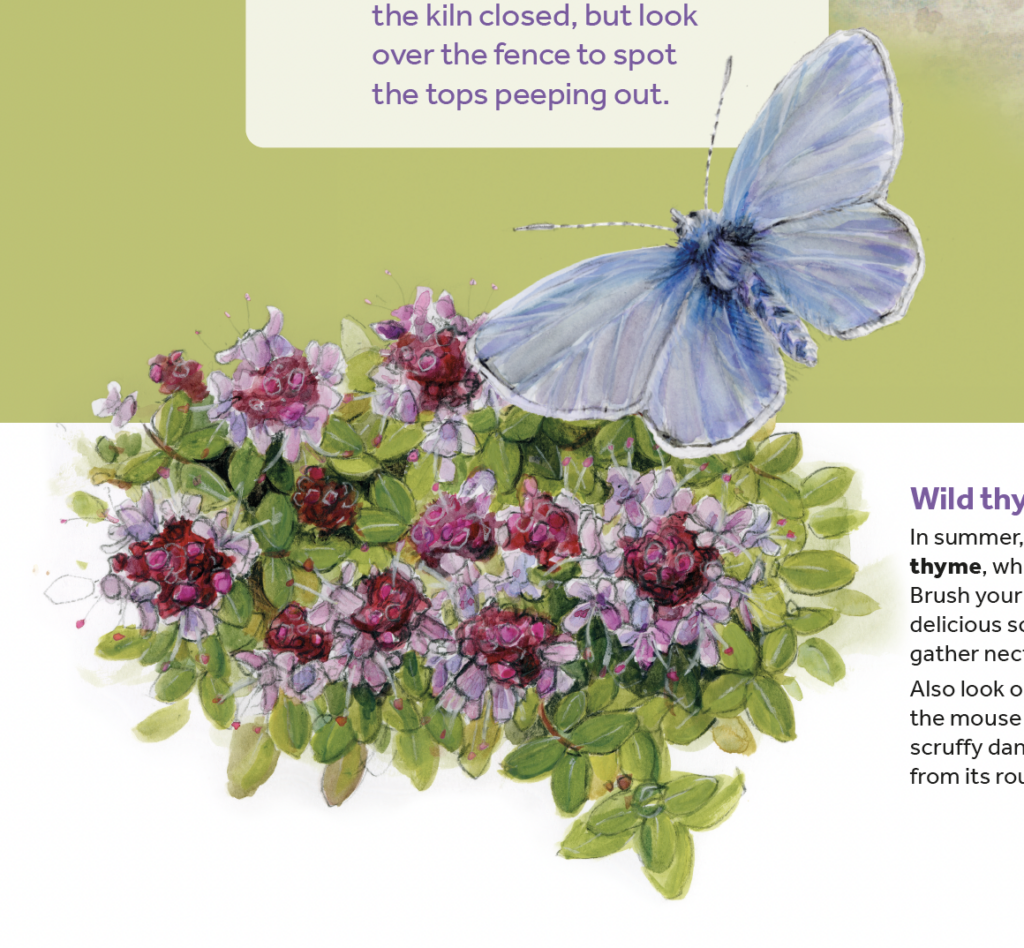 Common blue butterfly on whild thyme